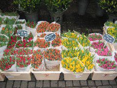 Tulips in the Bloemenmarkt