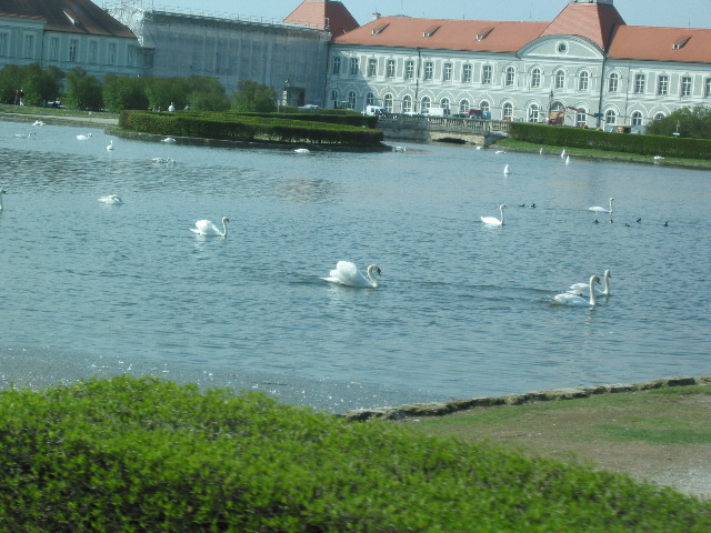 Swans at Nymphenburg Palace