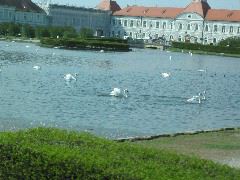 Swans at Nymphenburg Palace