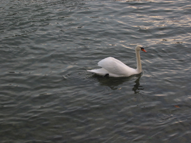 Swan in the Rhein 