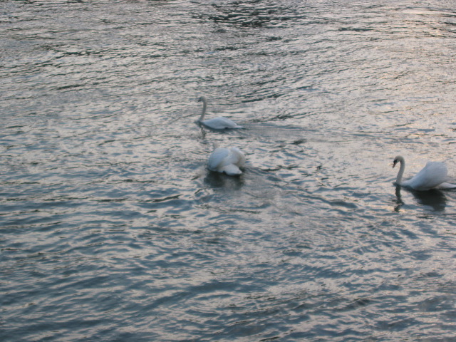 Swans swimming in Rhein