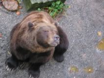 Bärengraben (bear pits) 2