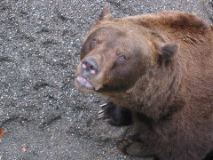 Bärengraben (bear pits) 3