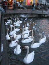 23 Swans!